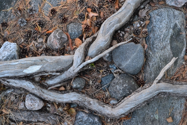 Pinecones next to wood and stones