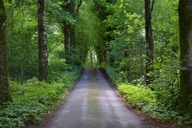 Walking path leading trough green forest