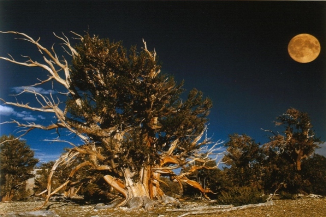 Big tree with fullmoon shining in the background